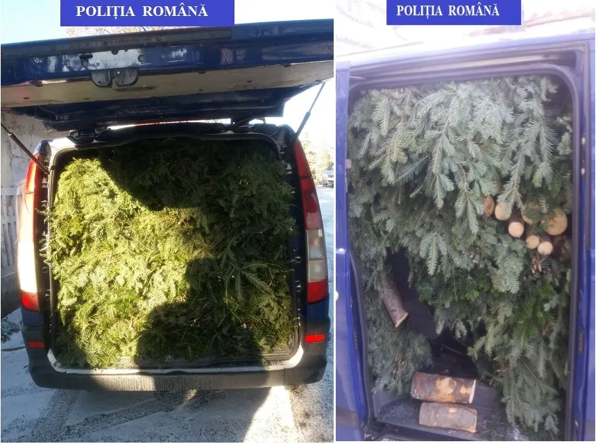 Bilanț îngrijorător. Confiscări importante de material lemnos, provenit din infracțiuni silvice