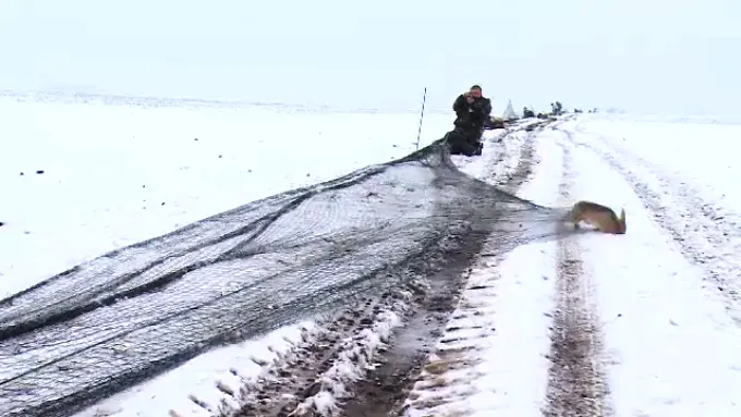 Dâmbovița. Sute de iepurii capturați în Arad vor ajunge în Dâmbovița