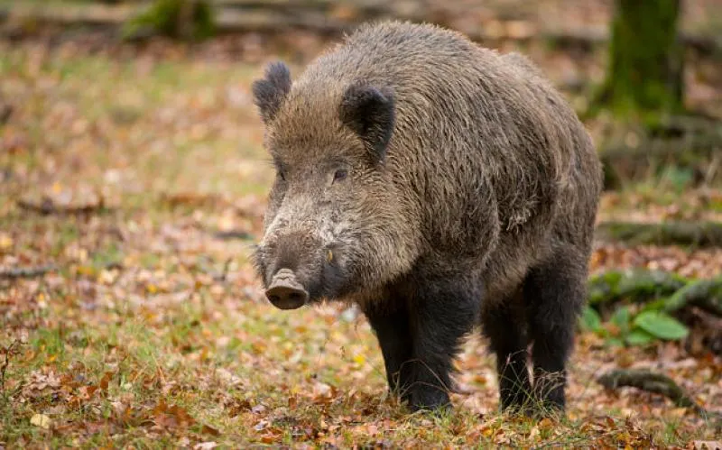 Măsuri disperate de limitare a răspândirii pestei porcine, la granița dintre Dâmbovița și Prahova