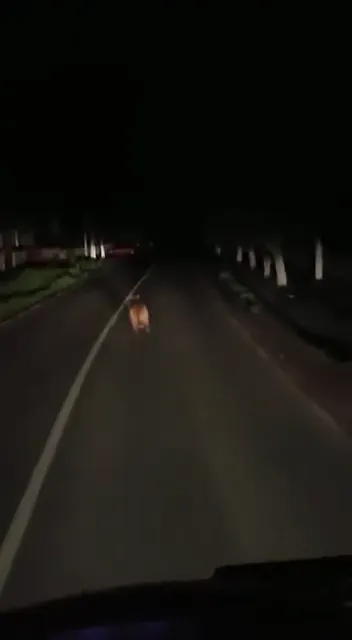 VIDEO Pui de urs fugrit pe DN 71, în dreptul localității Moțăieni