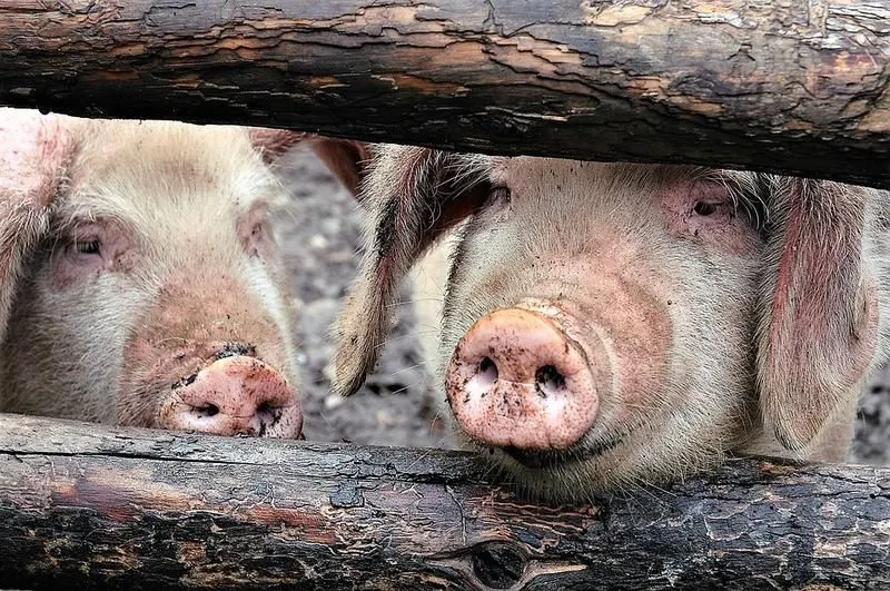 Dâmbovița. Ce sumă vor primi gospodarii afectați de virusul pestei porcine