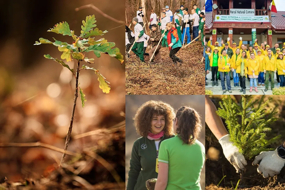 1.000.000 de puieți plantați. Campania „Plantăm fapte bune în România” continuă