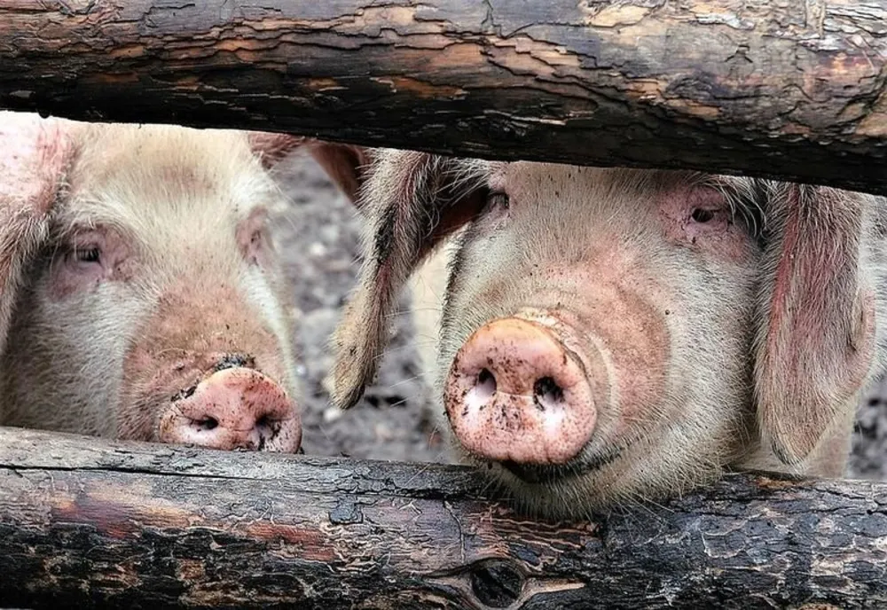 Încă patru focare de pestă porcină, în județul în care porcii mistreți provoacă accidente grave de circuclație