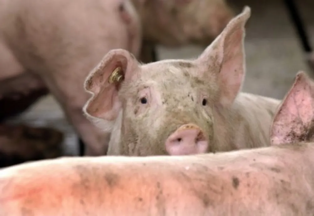 Dezastru înainte de Crăciun. Focare noi de pestă porcină în patru localități din Dâmbovița