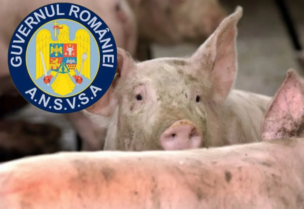 Bilanț ANSVSA: Numărul focarelor de pestă porcină africană este în scădere. În Dâmbovița focarele se înmulțesc