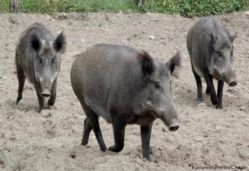 Focare multiple de pestă porcină africană, în continuare, în Dâmbovița. 71 de cazuri la mistreți