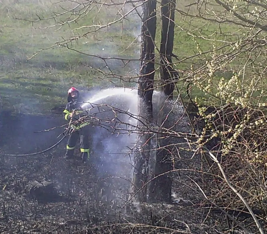 (FOTO)-Puternic incendiu de vegetație în Parcul Cantacuzino, de la Ciocănești, județul Dâmbovița