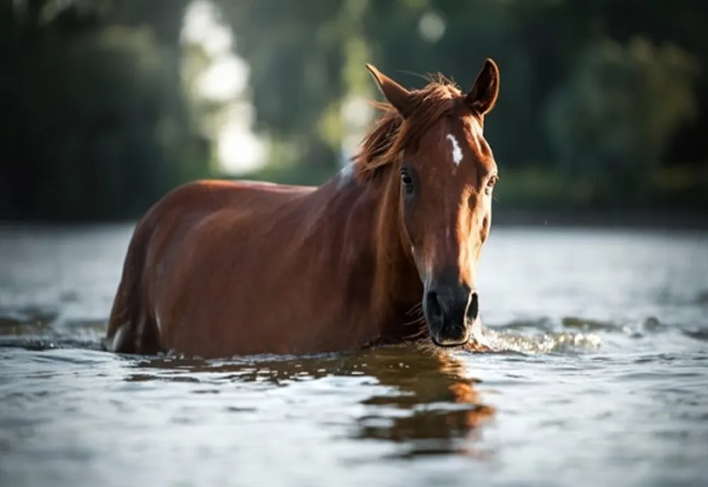 Cal prins de viitură în Dâmbovița! Pompierii au intervenit pentru salvarea animalului