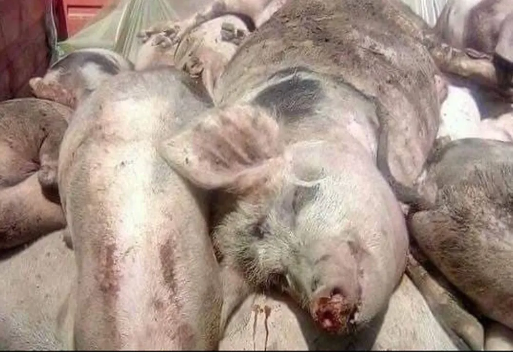 Trei focare de pestă porcină, confirmate la Dâmbovița