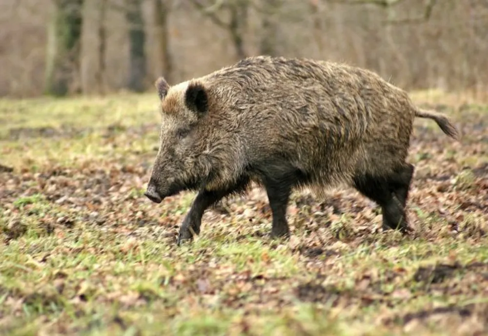 2 cazuri de pestă porcină africană, depistate la mistreți vânați în județul Dâmbovița