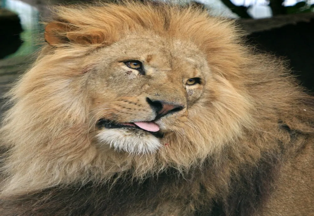 Leul scăpat nu este de la Grădina Zoologică din Târgovişte. Ce spune primarul 