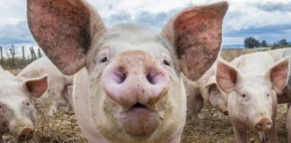 Al doilea focar de pestă? Medicii sanitar-veterinari din Dâmbovița au o nouă suspiciune