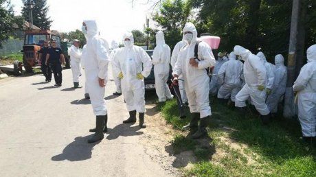 Pesta Porcină Africană în Poiana. Autoritățile au ucis trei animale