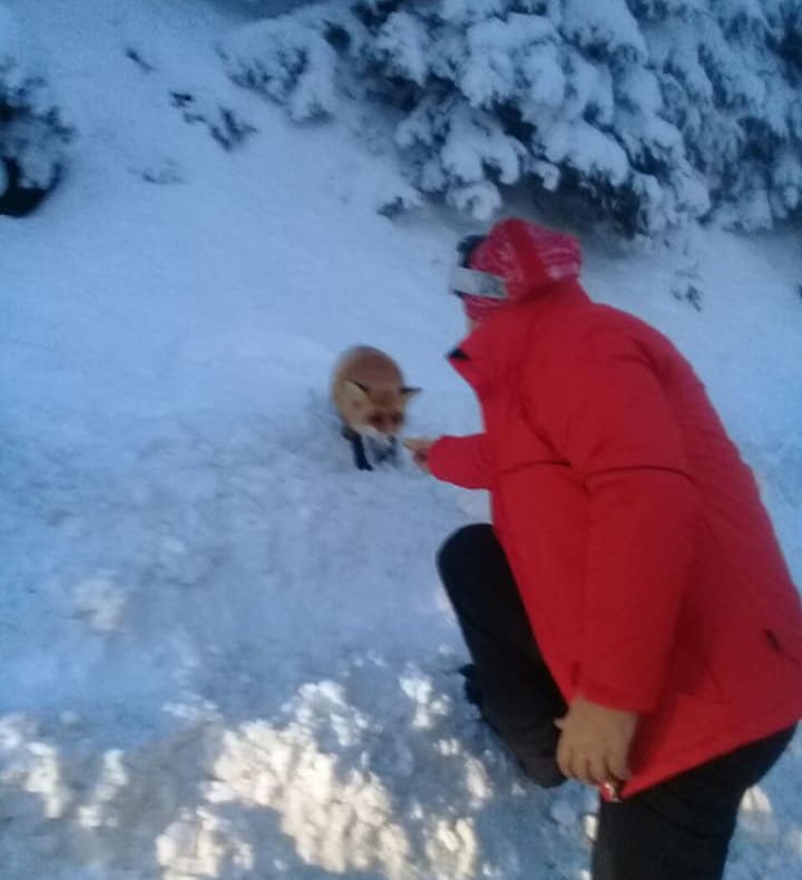VIDEO O vulpe din Bucegi adoră plăcintele din Moldova