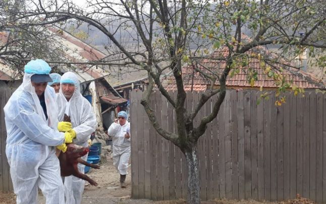 Pestă porcină în satul Fierbinți. Medicii au luat deja decizia în privința porcilor