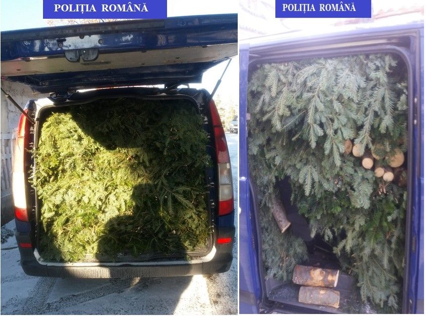 Sute de kilograme de cetină și zeci de metri cubi de lemn, confiscate de Poliție