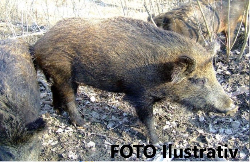 Intrevenție în forță, cu trupele speciale, la braconierii din Ocnița