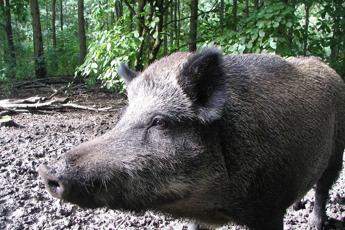 Au fost luate măsuri radicale în focarul de pestă porcină africană de la Runcu