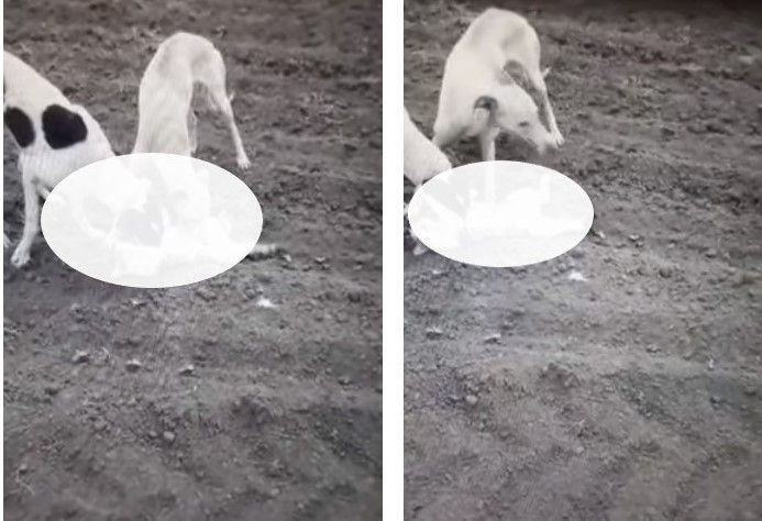 Foto-video| Un tânăr din Dâmbovița șochează internetul, cu imagini în care o pisică este omorâtă de ogarii săi