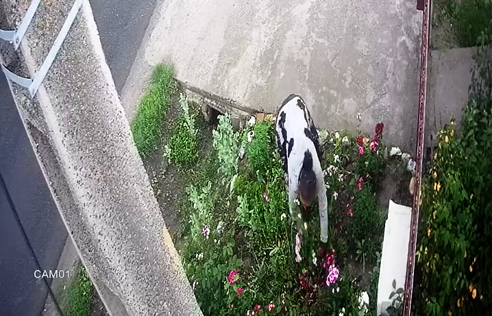 VIDEO Două femei, surprinse, în timp ce furau florile din fața unei gospodării din Răcari