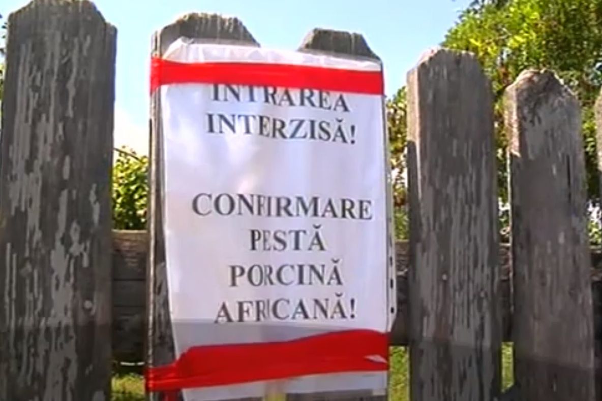 Fără soluții. Focare noi de pestă porcină africană, în Dâmbovița