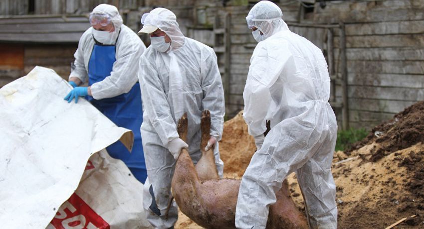Două focare noi de pestă porcină africană, în Dâmbovița