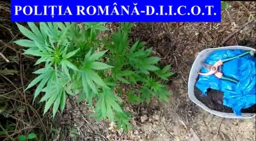 Video| Bărbat din Gemenea reținut pentru trafic de droguri de risc