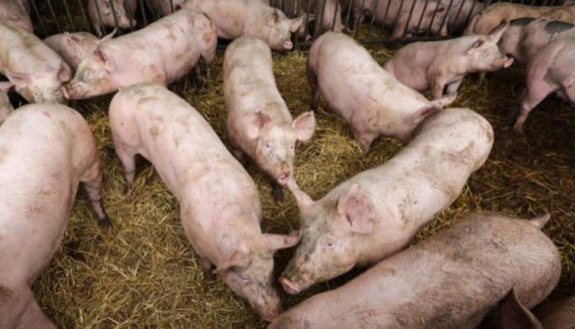 Focare noi de pestă porcină africană, în Dâmbovița, la Ciocănești și Perșinari