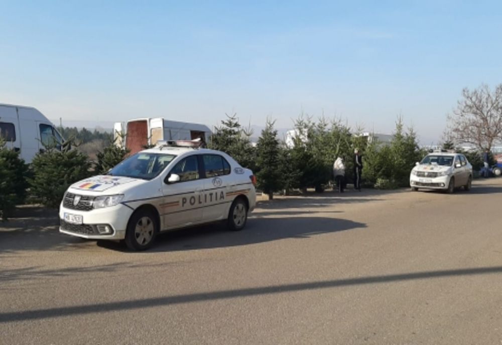 O "pădure" întreagă de lemn și mii de brazi, confiscați de polițiști, înainte de sărbători