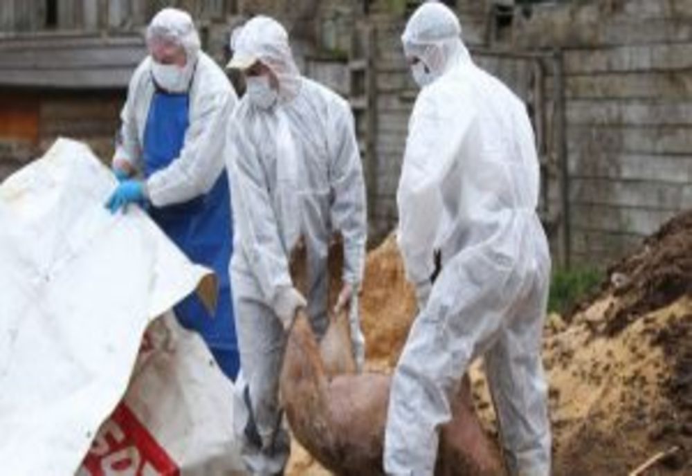 Încă un focar de pestă porcină africană confirmat în Dâmbovița, la Răscăieți