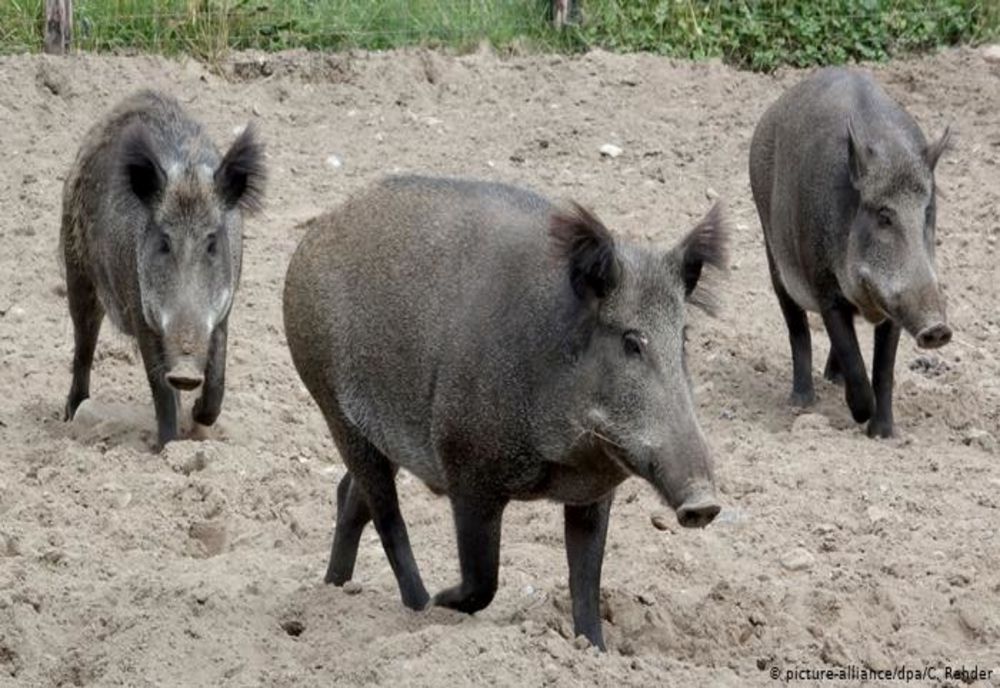 Focare multiple de pestă porcină africană, în continuare, în Dâmbovița. 71 de cazuri la mistreți