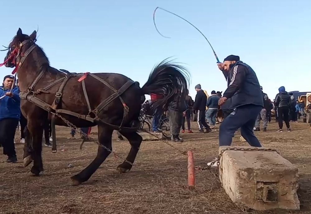 IPJ Dâmbovița intervine în cazul ritualului denumit "Botezul Cailor", de la Mogoșești. Dosare penale pentru proprietarii de animale