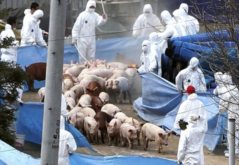 Două focare de pestă porcină africană au fost declarate "stinse", în Dâmbovița, în ultima săptămână