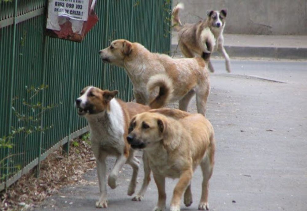 Focar de rabie lângă Târgoviște, la Valea Voievozilor, descoperit după ce un câine, ce a mușcat doi oameni, a murit