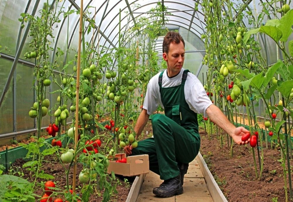 APIA suspendă temporar măsura de primire a cererilor pentru fermierii afectați de criza COVID