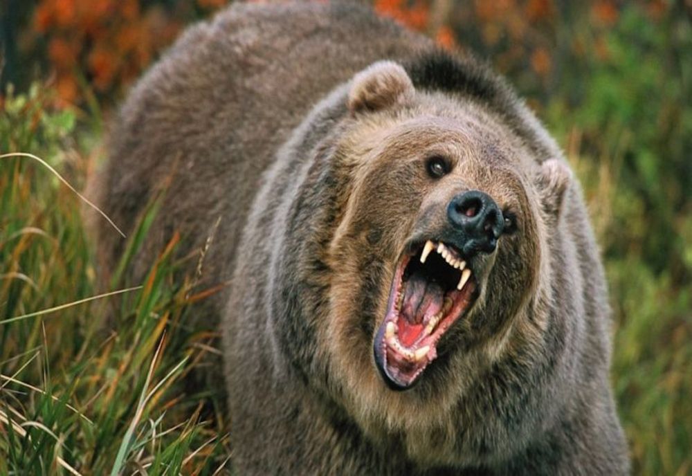 Mașină distrusă de un urs în zona montană Padina