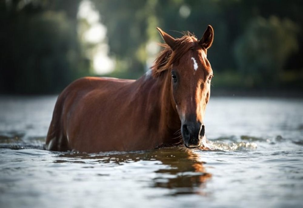 Cal prins de viitură în Dâmbovița! Pompierii au intervenit pentru salvarea animalului