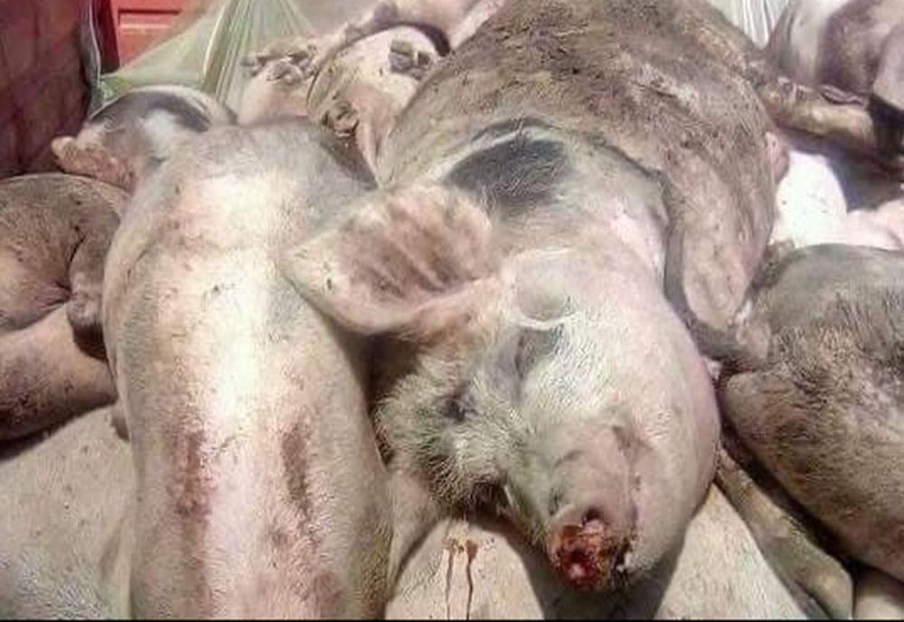 Trei focare de pestă porcină, confirmate la Dâmbovița