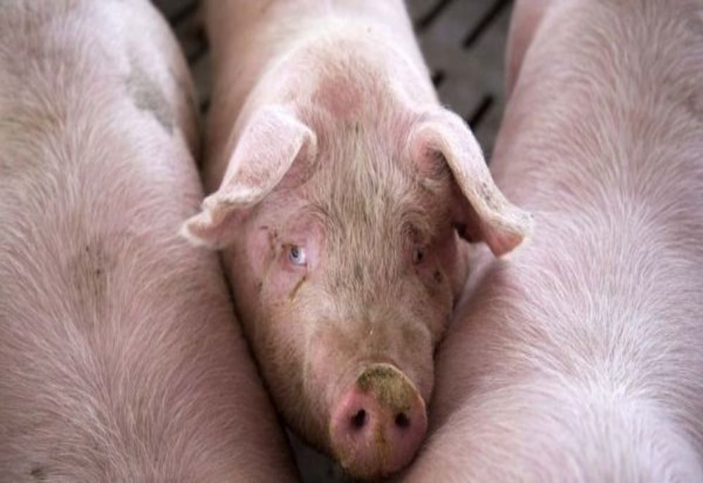 Pesta porcină schimbă regulile după care românii pot crește porci în gospodării 