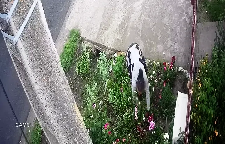 vlcsnap-2019-05-20-09h21m27s181