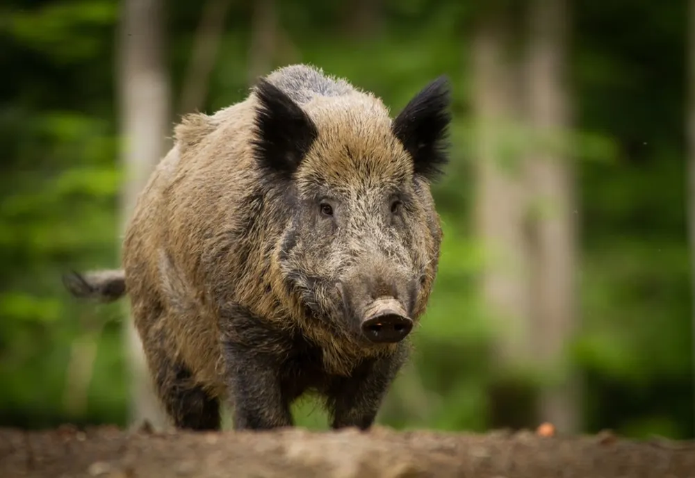 Accident neobișnuit provocat de un porc mistreț, în Dâmbovița