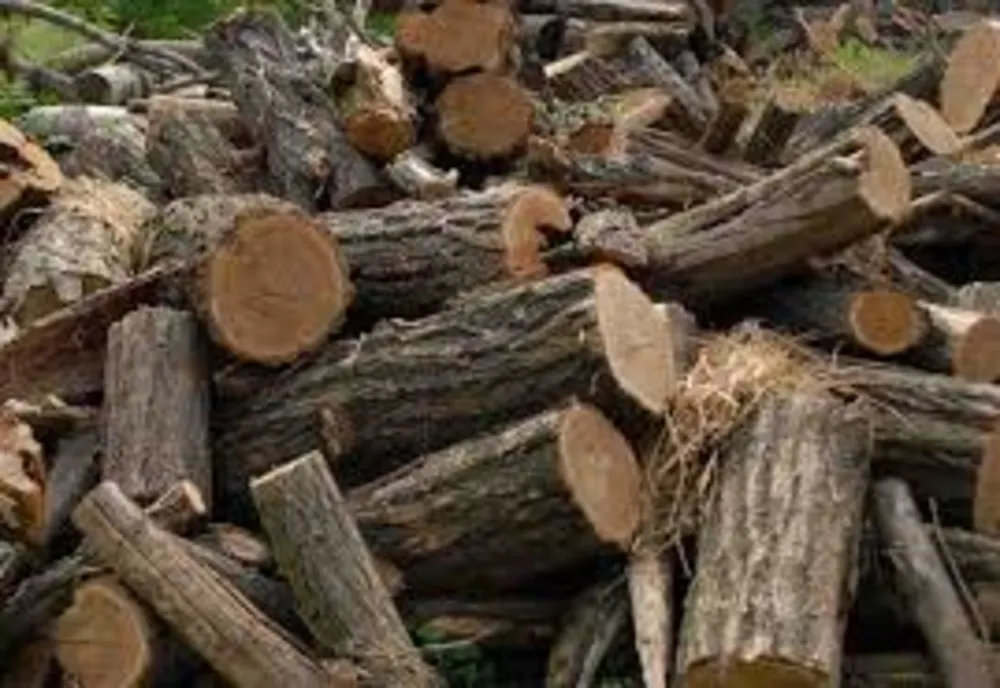 Tânăr cercetat sub control judiciar după ce a sustras arbori dintr-o pădure din Dâmbovița