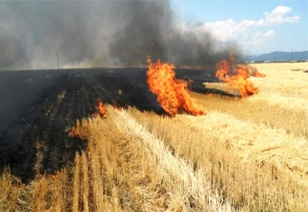 Dâmbovița. Cultura de grâu, distrusă după un incendiu devastator