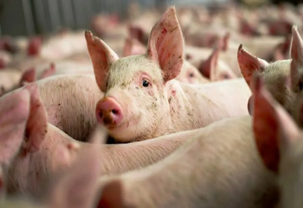 Trei focare de pestă porcină în judeţul Dâmboviţa