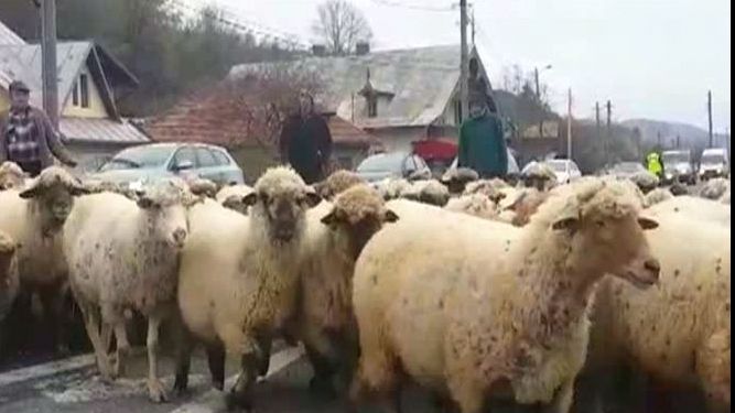Ovine