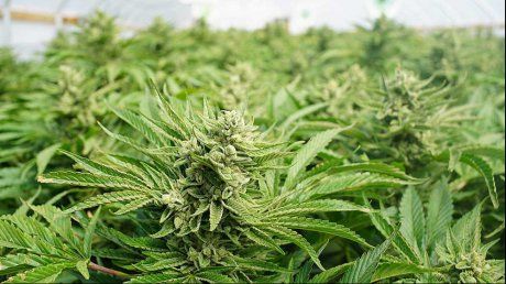 cannabis_53670900