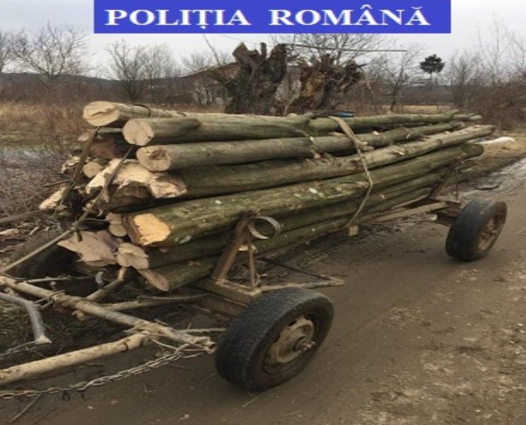 caruta lemene confiscate