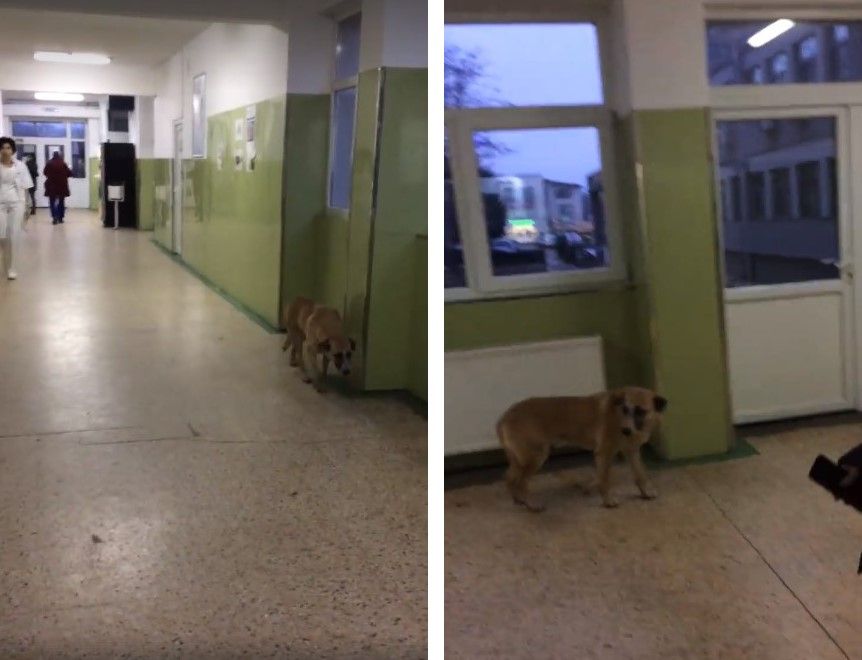 poza articol caine spital