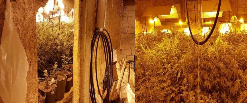 articol cannabis
