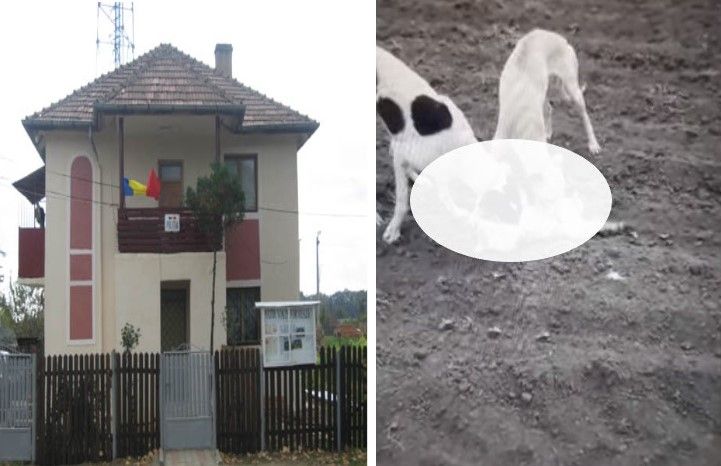 articol dragomiresti ogari